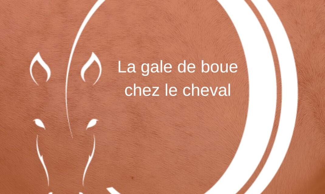 Gale de boue Cheval